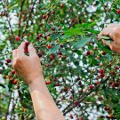 Prunus Mahaleb St Lucie Cherry Tree 15 US Seeds