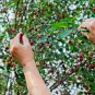 Prunus Mahaleb St Lucie Cherry Tree 15 US Seeds
