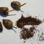 2000 US Seeds Heirloom Orinoco Lizard Tail Tobacco