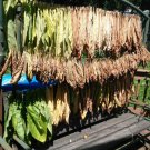 6000 US Seeds Tobacco Marlboro Blend Burley Virginia Basma Fresh