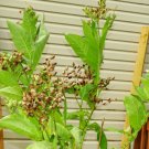 BANANA LEAF TOBACCO 2500 US SEEDS