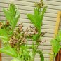 BANANA LEAF TOBACCO 2500 US SEEDS