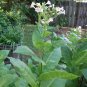 BANANA LEAF TOBACCO 2500 US SEEDS