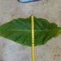 BANANA LEAF TOBACCO 1000 US SEEDS