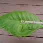 BANANA LEAF TOBACCO 1000 US SEEDS