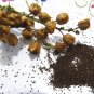 3000 US seeds NICOTIANA RUSTICA Mapacho Aztec Makhorka