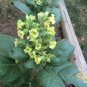 3000 US seeds NICOTIANA RUSTICA Mapacho Aztec Makhorka