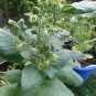 3000 US seeds NICOTIANA RUSTICA Mapacho Aztec Makhorka