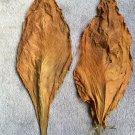 Kentucky Brown Burley Tobacco 1000 US Seeds