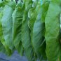 1000 US SEEDS VERY RARE TRABZON TURKISH AROMATIC TOBACCO