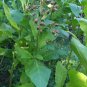 1000 US SEEDS VERY RARE TRABZON TURKISH AROMATIC TOBACCO