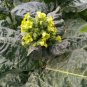 NICOTIANA RUSTICA Mapacho Aztec Makhorka 1000 US Seeds