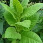 500 US seeds African Red Tobacco HIGH NICOTINE