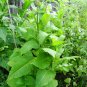 500 US seeds African Red Tobacco HIGH NICOTINE