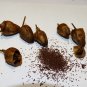 2000 US SEEDS HEIRLOOM TURKISH BLACK SEA BASMA