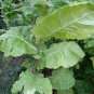 2000 US SEEDS HEIRLOOM TURKISH BLACK SEA BASMA