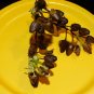 2000 US SEEDS HEIRLOOM TURKISH BLACK SEA BASMA