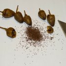 Black Mammoth Tobacco Snuss Snuff Chew Pipe 2000 US Seeds