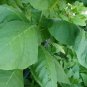 Black Mammoth Tobacco Snuss Snuff Chew Pipe 2000 US Seeds