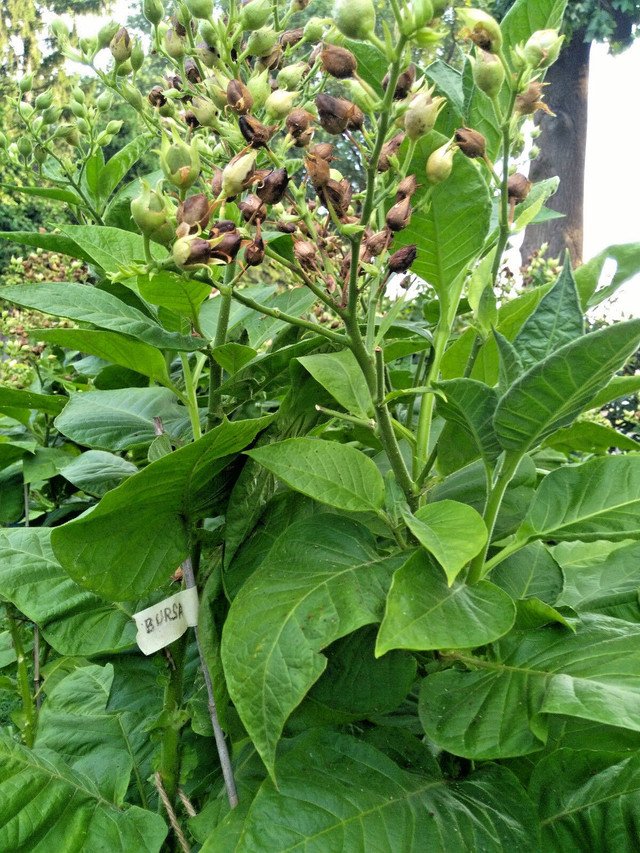 2000 US SEEDS RARE TURKISH BURSA TOBACCO