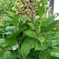 2000 US SEEDS RARE TURKISH BURSA TOBACCO