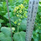 Ceremonial Indian TOBACCO NICOTIANA RUSTICA Mohawk Mapacho Aztec 2000 US seeds