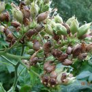 2500 US seeds Kentucky Brown Burley Tobacco