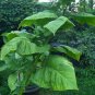 2500 US seeds Kentucky Brown Burley Tobacco