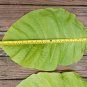 2500 US seeds Kentucky Brown Burley Tobacco
