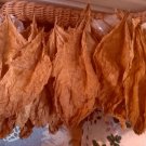 2000 US seeds Kentucky 17 Burley Tobacco