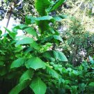 HERZEGOVINA FLOR TOBACCO 1000 US SEEDS