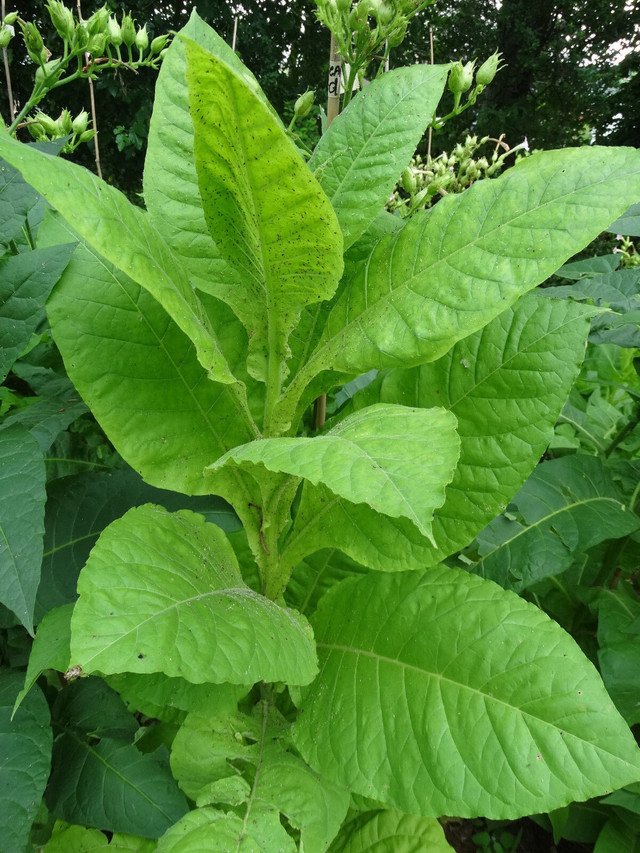 High Yielding Nicotine variety DEL GOLD TOBACCO 1000 US SEEDS