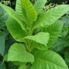 High Yielding Nicotine variety DEL GOLD TOBACCO 1000 US SEEDS