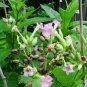 High Yielding Nicotine variety DEL GOLD TOBACCO 1000 US SEEDS