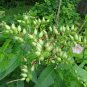 High Yielding Nicotine variety DEL GOLD TOBACCO 1000 US SEEDS