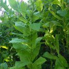 2000 US seeds HICKORY PRIOR TOBACCO