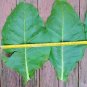 2000 US seeds HICKORY PRIOR TOBACCO