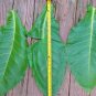 2000 US seeds HICKORY PRIOR TOBACCO