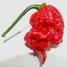 15 US seeds A CAROLINA REAPER Pepper