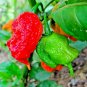 15 US seeds A CAROLINA REAPER Pepper