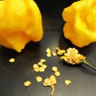 RARE HOT YELLOW TRINIDAD SCORPION CARDI PEPPER 30 US SEEDS