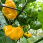RARE HOT YELLOW TRINIDAD SCORPION CARDI PEPPER 30 US SEEDS