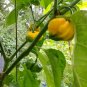 RARE HOT YELLOW TRINIDAD SCORPION CARDI PEPPER 30 US SEEDS