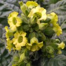 RARE Ceremonial Wyandot Indian TOBACCO NICOTIANA RUSTICA Mapacho Aztec 2000 US seeds