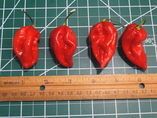 30 US SEEDS RED DEVILS TONGUE CHILE PEPPER X TRA HOT