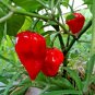 30 US SEEDS RED DEVILS TONGUE CHILE PEPPER X TRA HOT