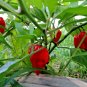 30 US SEEDS RED DEVILS TONGUE CHILE PEPPER X TRA HOT