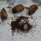 LOUISIANA PERIQUE TOBACCO FRESH 500 US SEEDS
