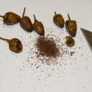 HERZEGOVINA FLOR TOBACCO 2000 US SEEDS