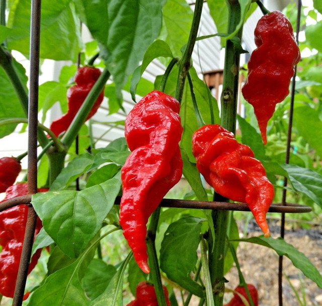 30 US SEEDS JAYS RED GHOST PEPPER SUPER HOT